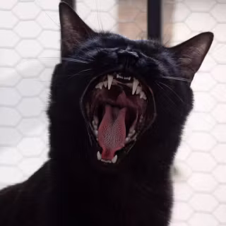 Screaming cat wallpaper
