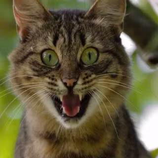 Screaming cat wallpaper