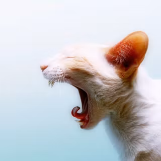 Screaming cat wallpaper