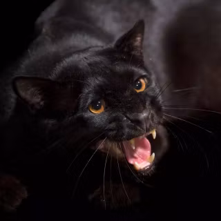 Screaming cat wallpaper