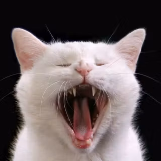Screaming cat wallpaper