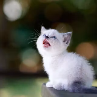 Screaming cat wallpaper