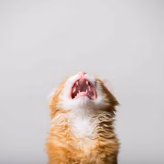 Screaming cat wallpaper