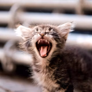Screaming cat wallpaper