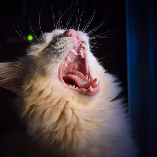 Screaming cat wallpaper