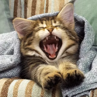 Screaming cat wallpaper