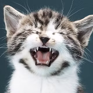 Screaming cat wallpaper