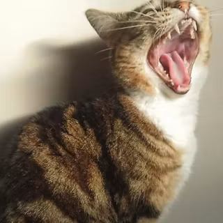Screaming cat wallpaper