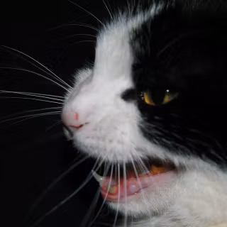 Screaming cat wallpaper