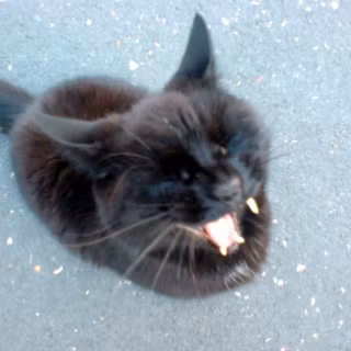 Screaming cat wallpaper