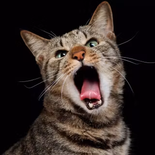 Screaming cat wallpaper