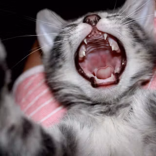Screaming cat wallpaper