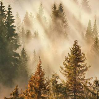 Vivo X200 Pro wallpaper