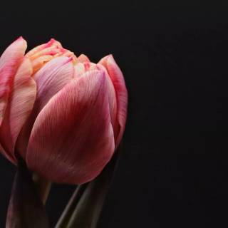 Tulip laptop wallpaper