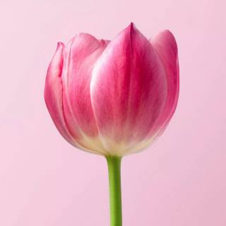 Tulip laptop wallpaper