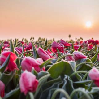 Tulip laptop wallpaper