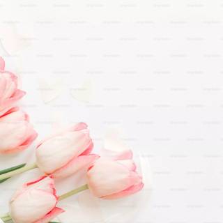 Tulip laptop wallpaper