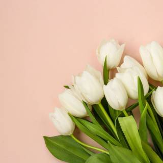 Tulip laptop wallpaper