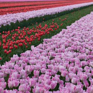 Tulip laptop wallpaper