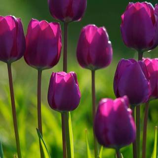 Tulip laptop wallpaper