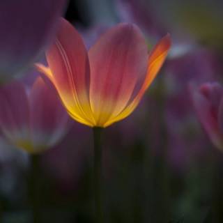 Tulip laptop wallpaper