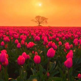 Tulip laptop wallpaper