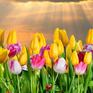 Tulip laptop wallpaper