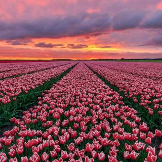 Tulip laptop wallpaper