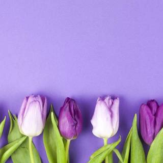 Tulip laptop wallpaper