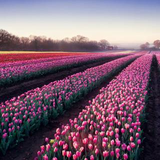 Tulip laptop wallpaper