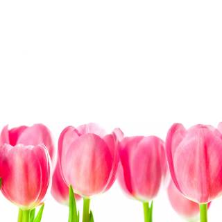 Tulip laptop wallpaper