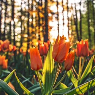 Tulip laptop wallpaper