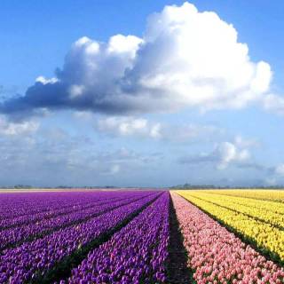 Tulip laptop wallpaper