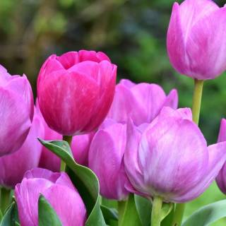 Tulip laptop wallpaper