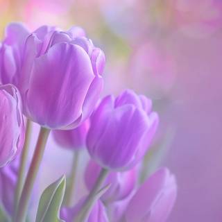 Tulip laptop wallpaper