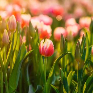 Tulip laptop wallpaper