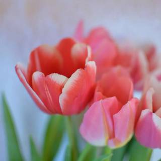 Tulip laptop wallpaper