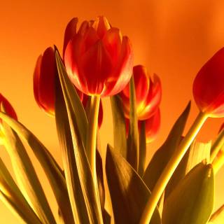 Tulip laptop wallpaper