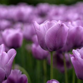 Tulip laptop wallpaper