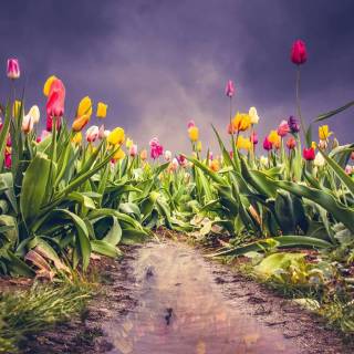 Tulip laptop wallpaper