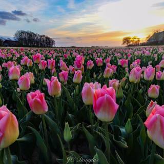 Tulip laptop wallpaper