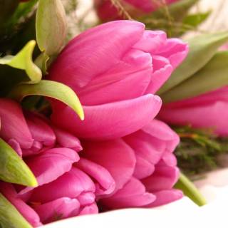 Tulip laptop wallpaper