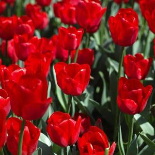 Tulip laptop wallpaper