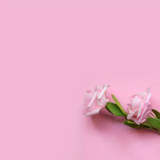 Tulip laptop wallpaper