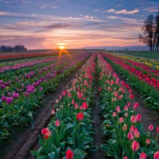 Tulip laptop wallpaper