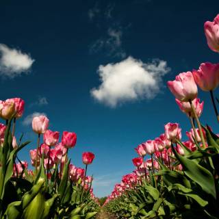 Tulip laptop wallpaper