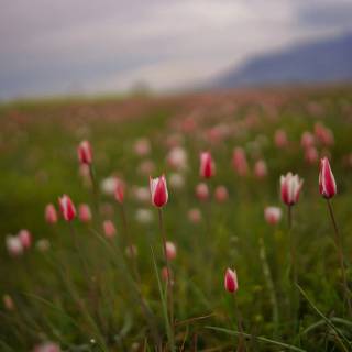 Tulip laptop wallpaper