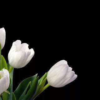 Tulip laptop wallpaper