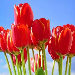 Tulip laptop wallpaper