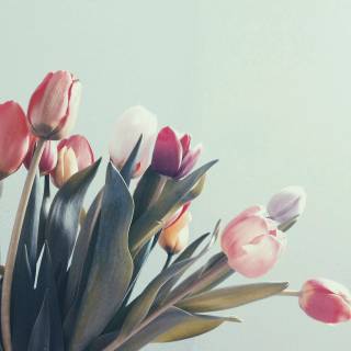 Tulip laptop wallpaper
